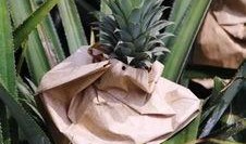 抖音网红来吃菠萝吃瓜,菠萝瓜果盛宴，味蕾狂欢大揭秘